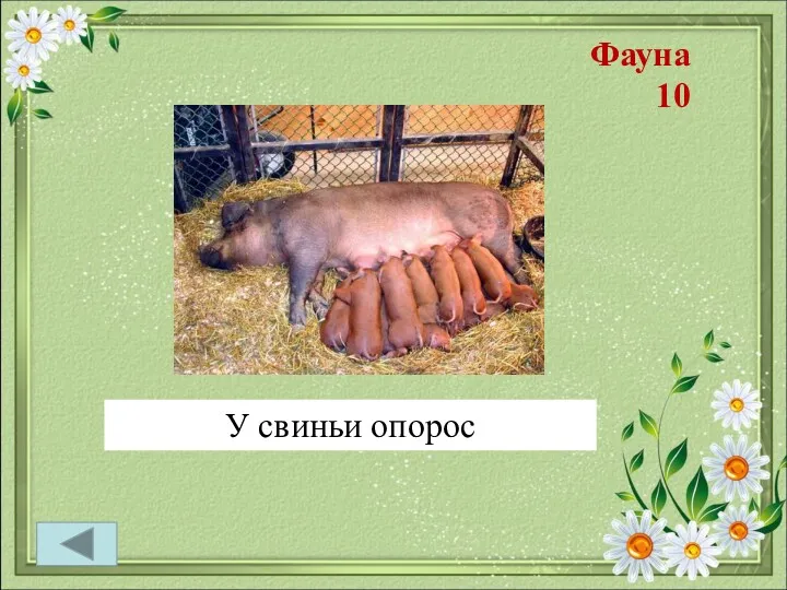 Фауна 10 У коровы – отел у кошки – окот, у свиньи – …