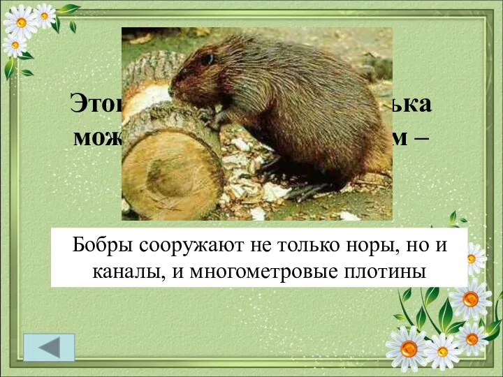 Фауна 40 Этого симпатичного зверька можно назвать инженером – гидростроителем