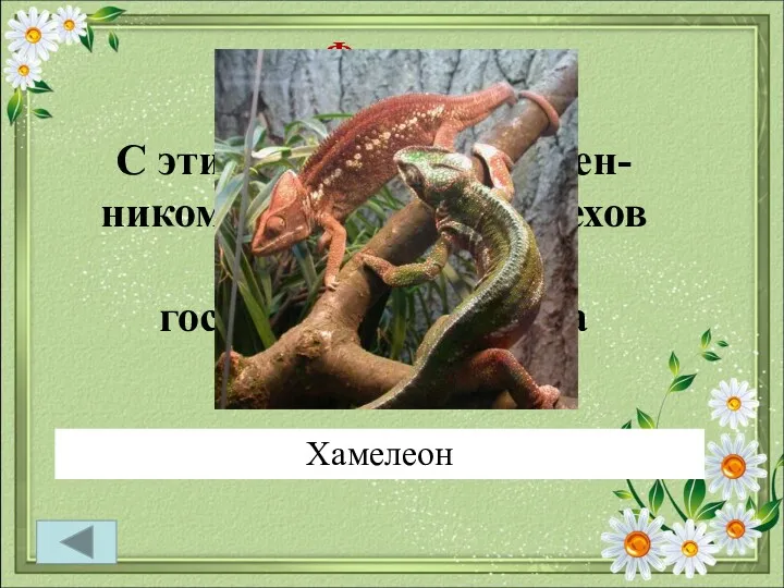 Фауна 50 С этим близким родствен- ником ящерицы А.П. Чехов сравнивал господина Очумелова