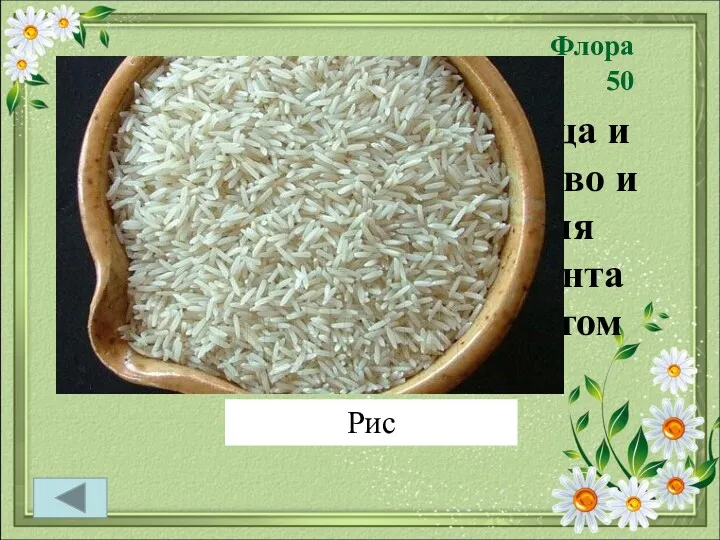 Флора 50 Его называют сыном солнца и воды. Растение теплолюбиво