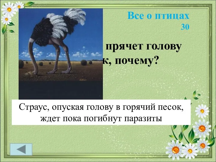 Все о птицах 30 Эта птица прячет голову в песок, почему?