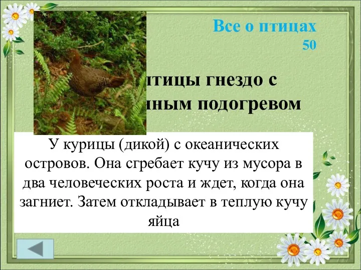 Все о птицах 50 У этой птицы гнездо с искусственным подогревом