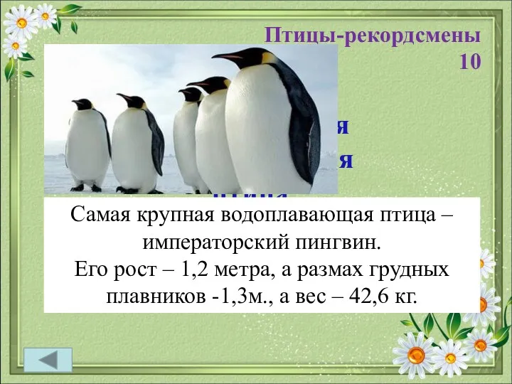 Птицы-рекордсмены 10 Самая крупная водоплавающая птица