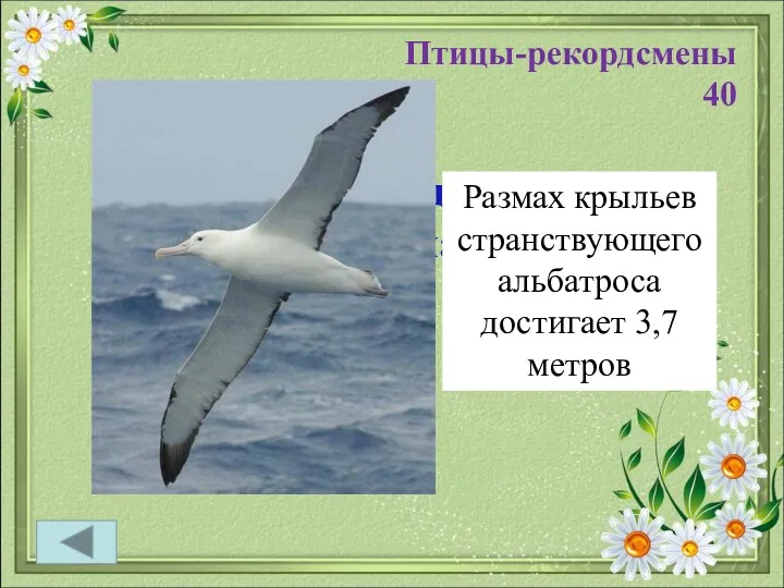 Птицы-рекордсмены 40 У этой птицы самый большой размах крыльев