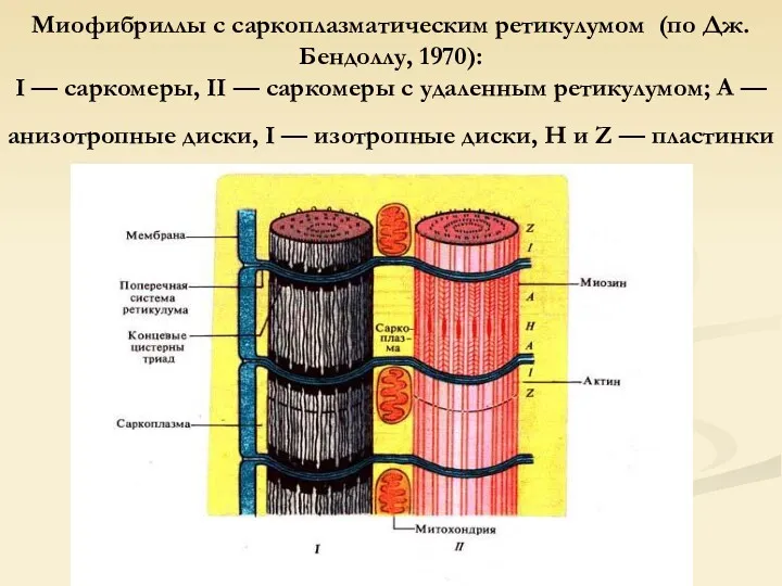 Миофибриллы с саркоплазматическим ретикулумом (по Дж. Бендоллу, 1970): I —