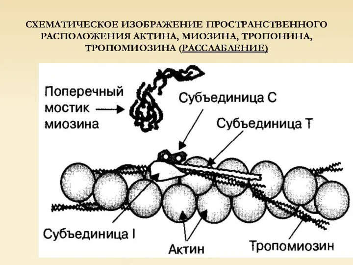 СХЕМАТИЧЕСКОЕ ИЗОБРАЖЕНИЕ ПРОСТРАНСТВЕННОГО РАСПОЛОЖЕНИЯ АКТИНА, МИОЗИНА, ТРОПОНИНА, ТРОПОМИОЗИНА (РАССЛАБЛЕНИЕ)