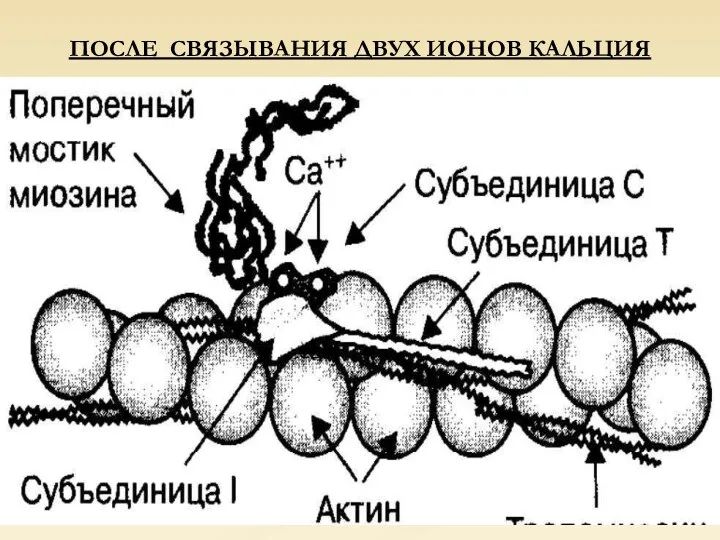 ПОСЛЕ СВЯЗЫВАНИЯ ДВУХ ИОНОВ КАЛЬЦИЯ