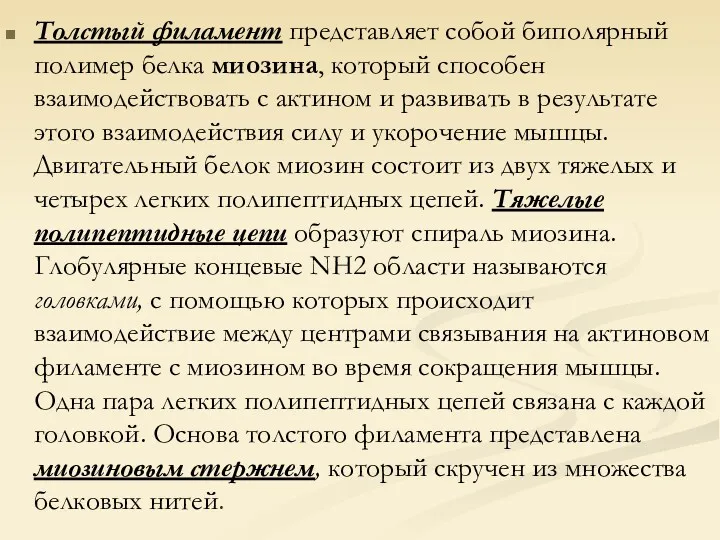 Толстый филамент представляет собой биполярный полимер белка миозина, который способен