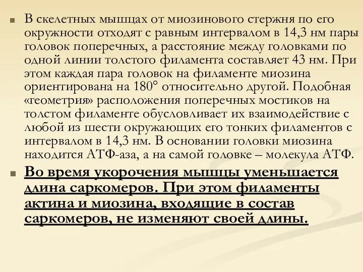 В скелетных мышцах от миозинового стержня по его окружности отходят