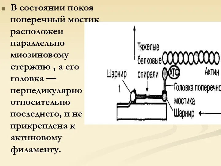 В состоянии покоя поперечный мостик расположен параллельно миозиновому стержию ,