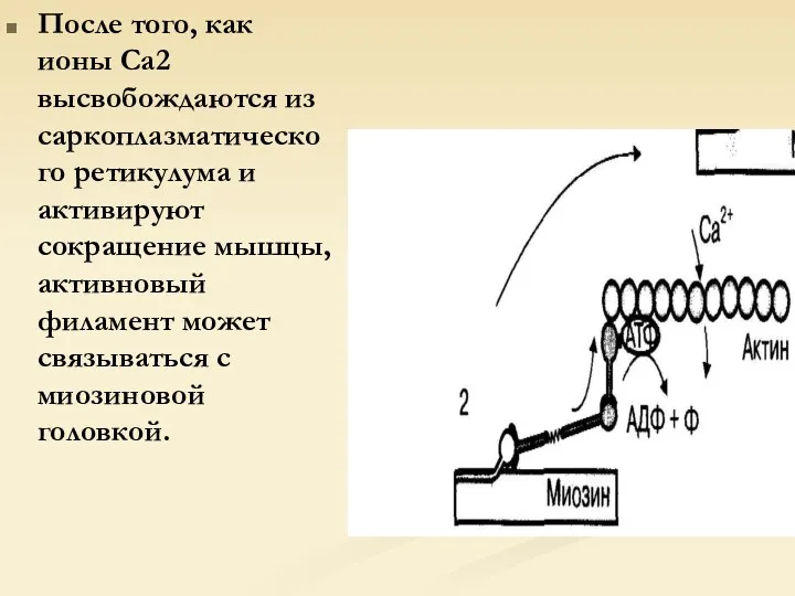 После того, как ионы Са2 высвобождаются из саркоплазматического ретикулума и