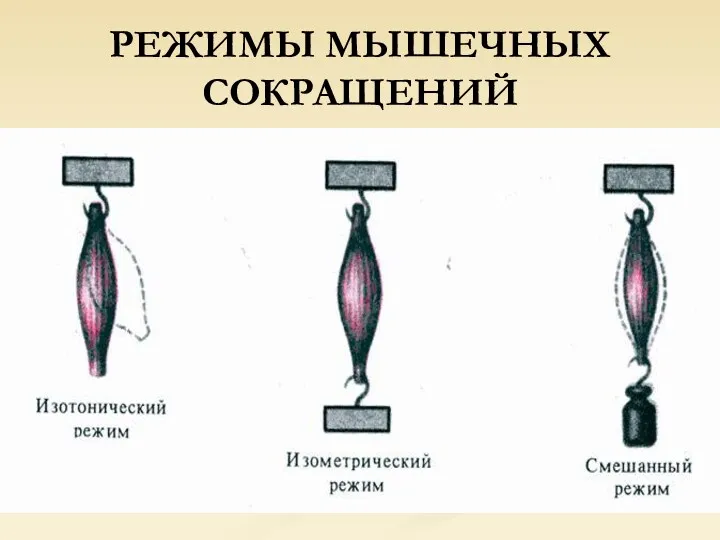 РЕЖИМЫ МЫШЕЧНЫХ СОКРАЩЕНИЙ