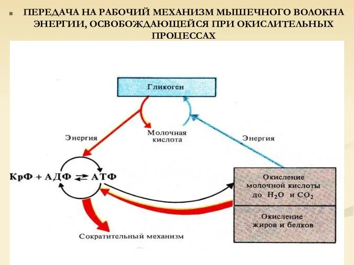 ПЕРЕДАЧА НА РАБОЧИЙ МЕХАНИЗМ МЫШЕЧНОГО ВОЛОКНА ЭНЕРГИИ, ОСВОБОЖДАЮЩЕЙСЯ ПРИ ОКИСЛИТЕЛЬНЫХ ПРОЦЕССАХ