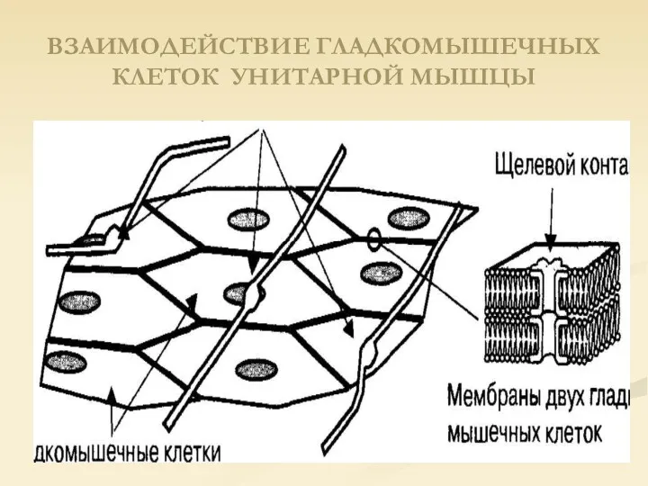 ВЗАИМОДЕЙСТВИЕ ГЛАДКОМЫШЕЧНЫХ КЛЕТОК УНИТАРНОЙ МЫШЦЫ