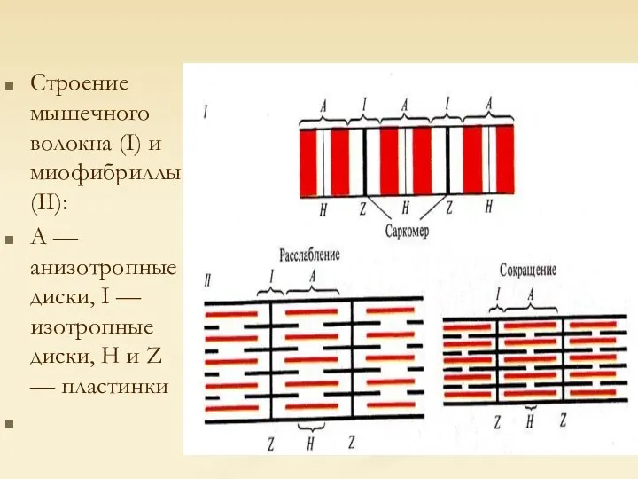 Строение мышечного волокна (I) и миофибриллы (II): А — анизотропные