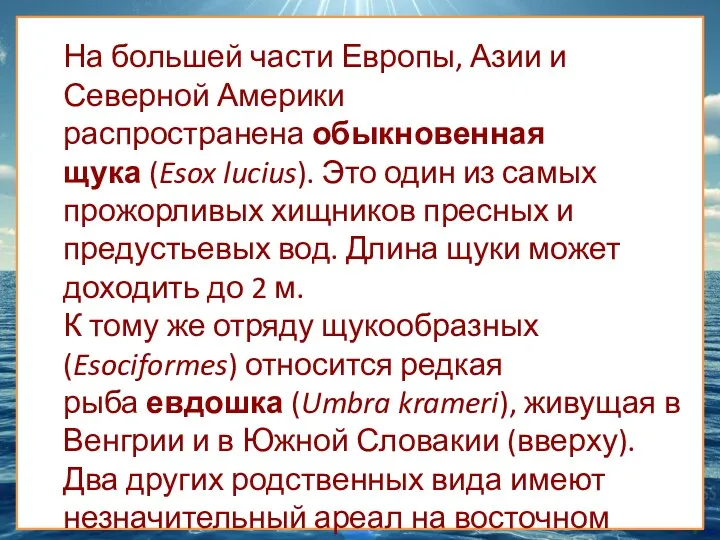 На большей части Европы, Азии и Северной Америки распространена обыкновенная