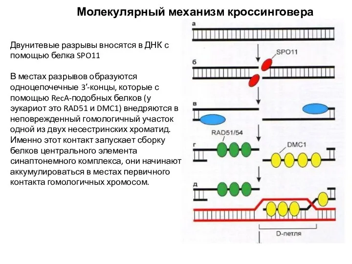 Молекулярный механизм кроссинговера Двунитевые разрывы вносятся в ДНК с помощью