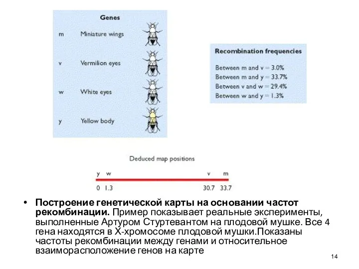 Построение генетической карты на основании частот рекомбинации. Пример показывает реальные