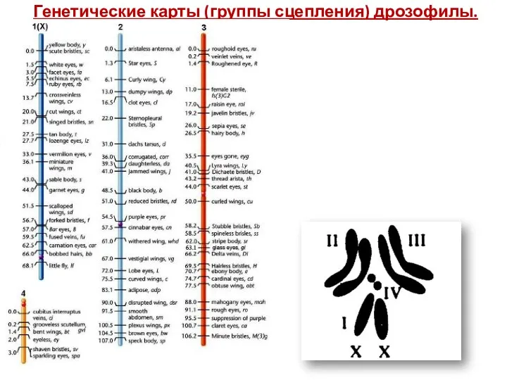 Генетические карты (группы сцепления) дрозофилы.