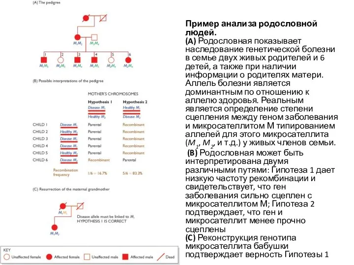 Пример анализа родословной людей. (A) Родословная показывает наследование генетической болезни