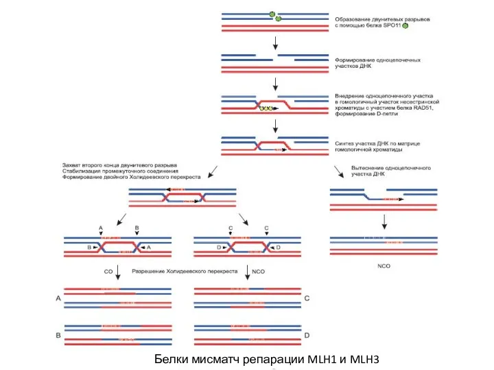 Белки мисматч репарации MLH1 и MLH3