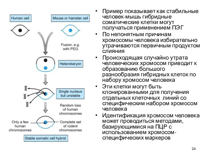 Пример показывает как стабильные человек-мышь гибридные соматические клетки могут получаться