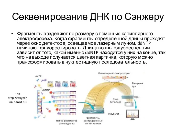 Секвенирование ДНК по Сэнжеру Фрагменты разделяют по размеру с помощью