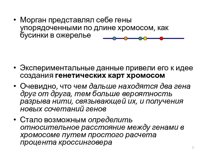 Морган представлял себе гены упорядоченными по длине хромосом, как бусинки