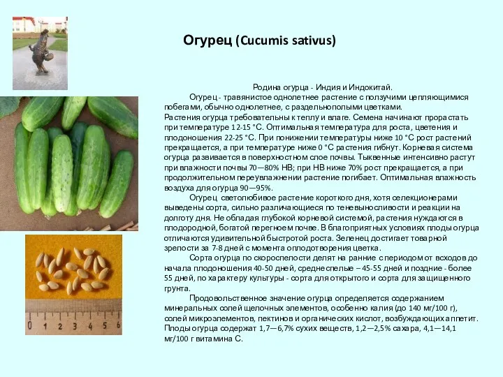 Огурец (Cucumis sativus) Родина огурца - Индия и Индокитай. Огурец