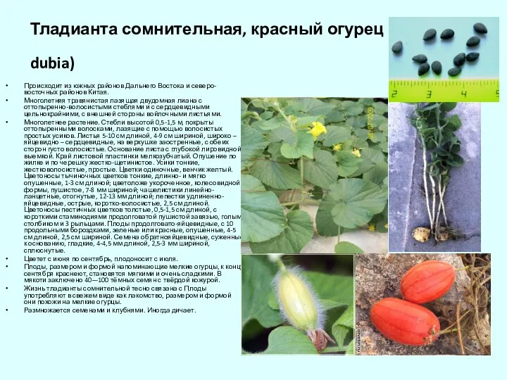 Тладианта сомнительная, красный огурец (Thladiantha dubia) Происходит из южных районов