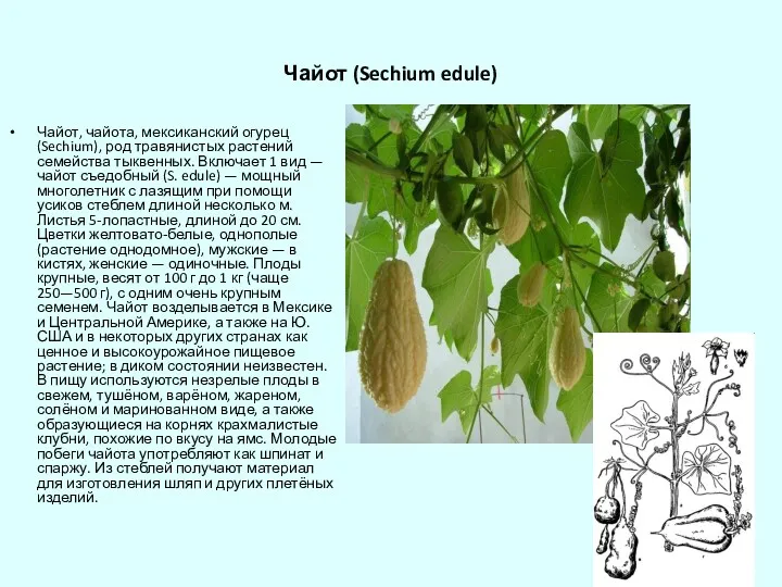 Чайот (Sechium edule) Чайот, чайота, мексиканский огурец (Sechium), род травянистых