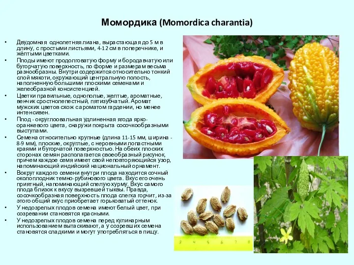 Момордика (Momordica charantia) Двудомная однолетняя лиана, вырастающая до 5 м