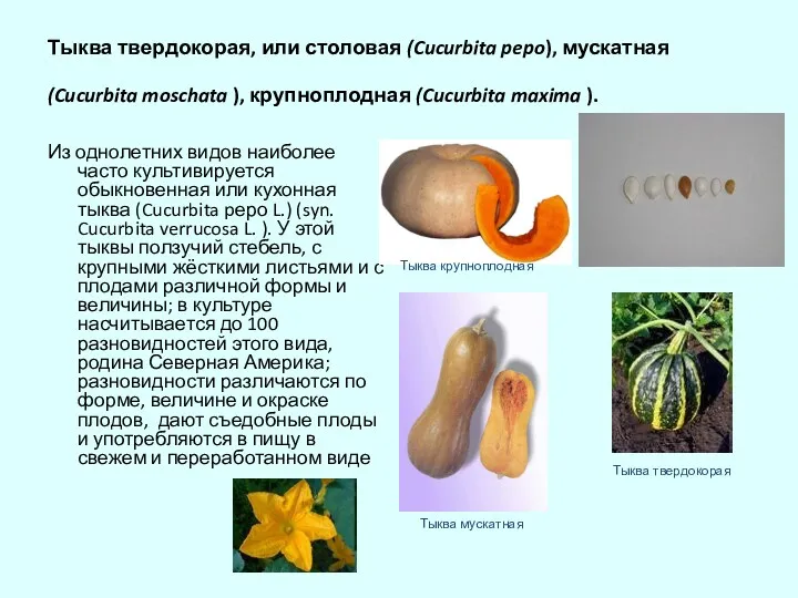 Тыква твердокорая, или столовая (Cucurbita pepo), мускатная (Cucurbita moschata ),