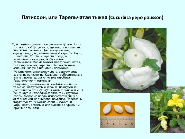 Патиссон, или Тарельчатая тыква (Cucurbita pepo patisson) Однолетнее травянистое растение