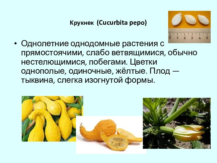 Крукнек (Cucurbita pepo) Однолетние однодомные растения с прямостоячими, слабо ветвящимися,