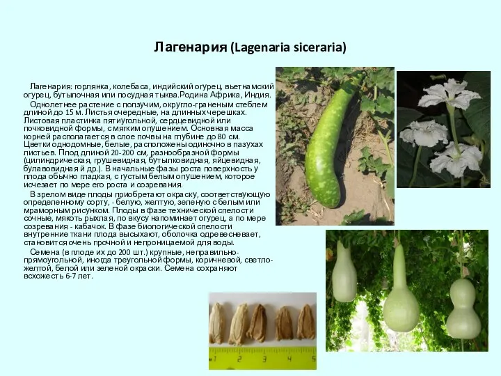 Лагенария (Lagenaria siceraria) Лагенария: горлянка, колебаса, индийский огурец, вьетнамский огурец,