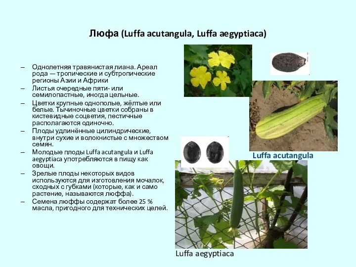 Люфа (Luffa acutangula, Luffa aegyptiaca) Однолетняя травянистая лиана. Ареал рода