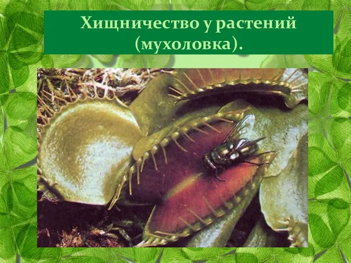 Хищничество у растений (мухоловка).