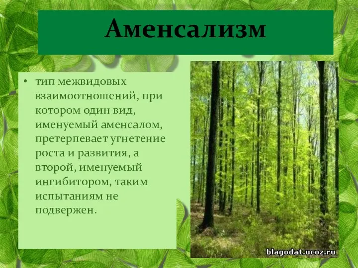 Аменсализм тип межвидовых взаимоотношений, при котором один вид, именуемый аменсалом,