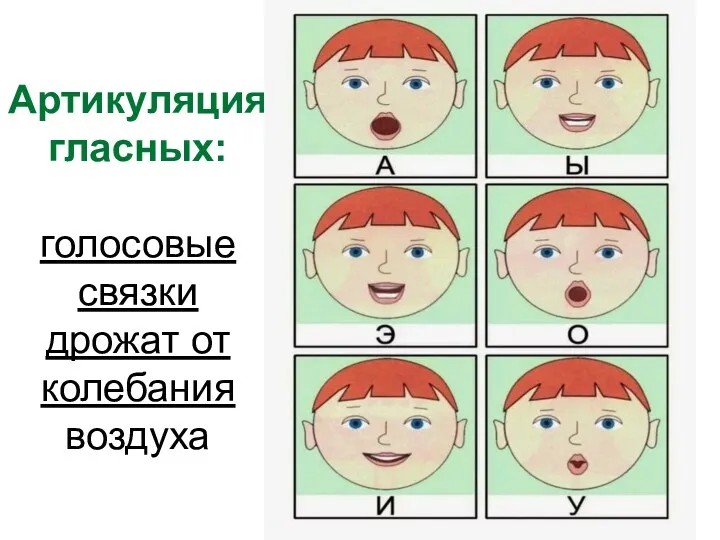 Артикуляция гласных: голосовые связки дрожат от колебания воздуха