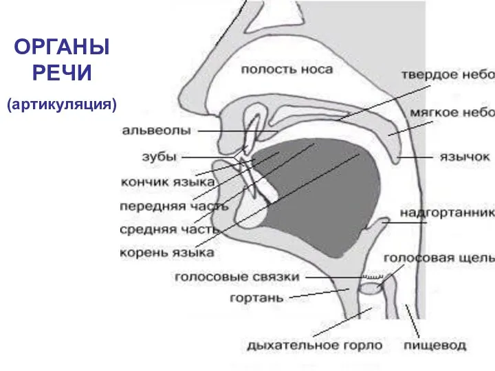 ОРГАНЫ РЕЧИ (артикуляция)