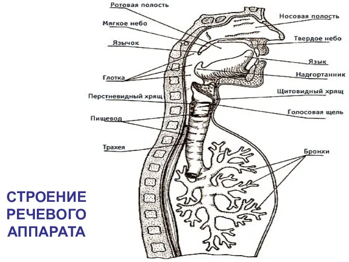 СТРОЕНИЕ РЕЧЕВОГО АППАРАТА