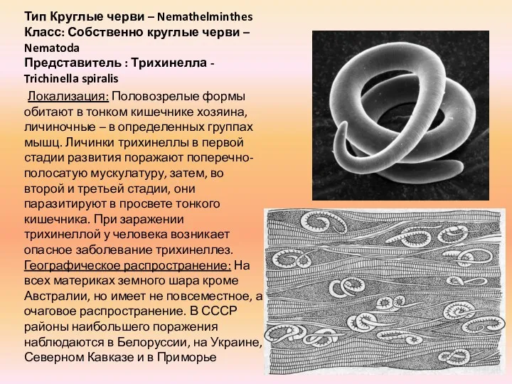 Тип Круглые черви – Nemathelminthes Класс: Собственно круглые черви – Nematoda Представитель :