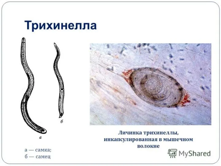 Морфофизиологическая характеристика: