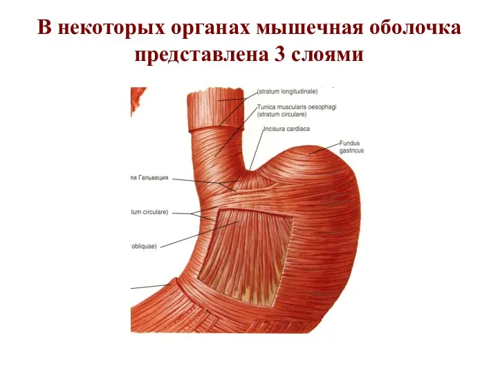 В некоторых органах мышечная оболочка представлена 3 слоями
