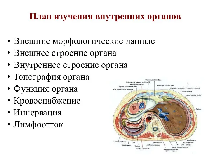 План изучения внутренних органов Внешние морфологические данные Внешнее строение органа Внутреннее строение органа
