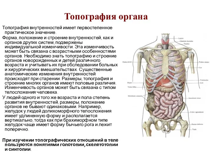 Топография органа Топография внутренностей имеет первостепенное практическое значение. Форма, положение и строение внутренностей,