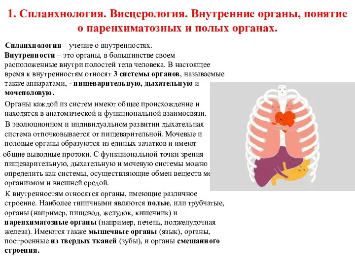 1. Спланхнология. Висцерология. Внутренние органы, понятие о паренхиматозных и полых органах. Спланхнология –
