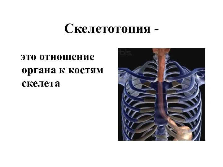 Скелетотопия - это отношение органа к костям скелета