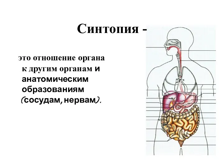 Синтопия - это отношение органа к другим органам и анатомическим образованиям (сосудам, нервам).